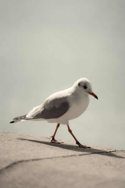 Mouette à Aix-les-Bains - Eperdumence